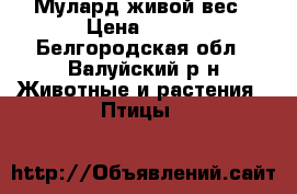 Мулард живой вес › Цена ­ 200 - Белгородская обл., Валуйский р-н Животные и растения » Птицы   